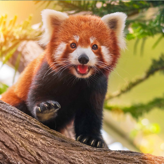Cutest red panda