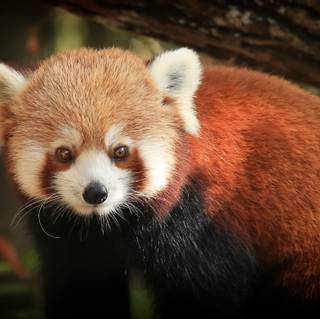 Red panda under Trunk