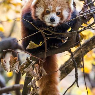 Red panda in Branch