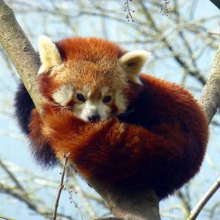 Cutie red Panda