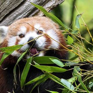 Red Panda eating Bamboo <3