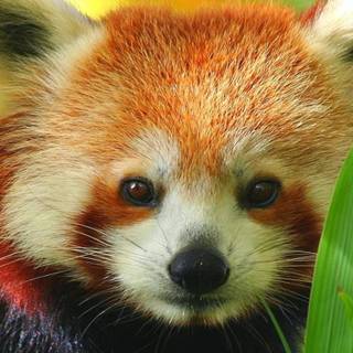 Red panda in Vegetables