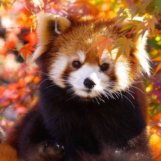Red Panda in red Leaves