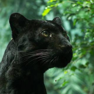 Black Panther in Nature