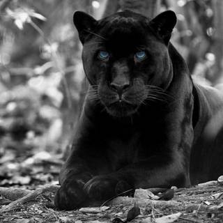Panther : Black&White