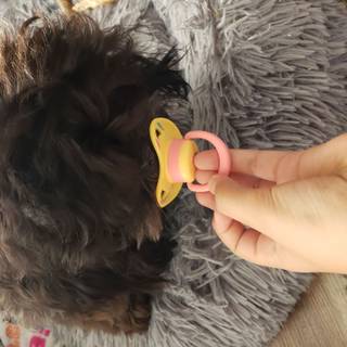 Dog with pacifer