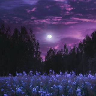 pretty purple night