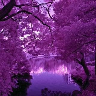 purple trees
