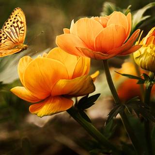 orange flowers with butterfly