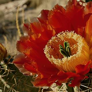 Vibrant Flower Closeup