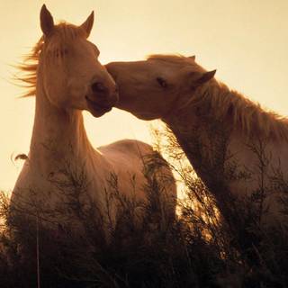 horses kissing