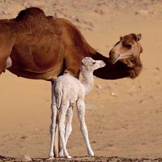 Camel mother with her baby