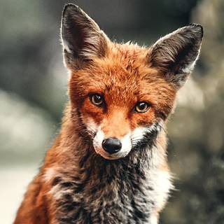 Red fox (Winter Seane)