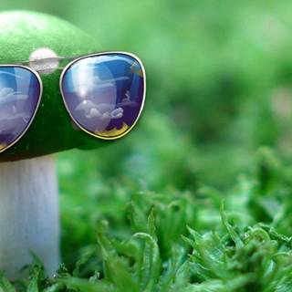 funny mushroom 