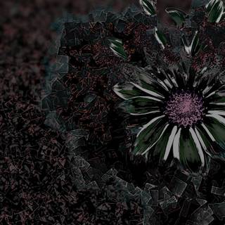 WQHD Wallpaper shattered Flower