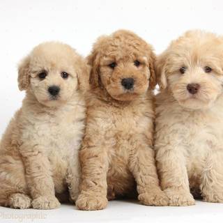 cute dogs
