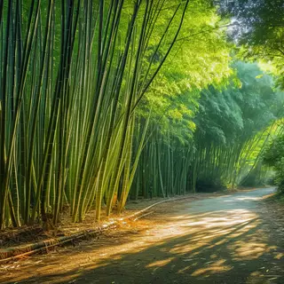 A Calming Path Through a Bamboo Forest