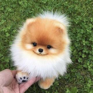 Puppy-Dog-Cute-Cute Puppy-Cute Dog