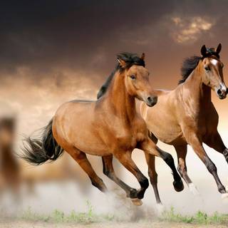 Two Horses Galloping