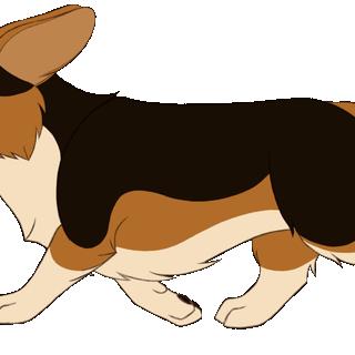 Corgi ♡