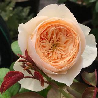 Juliet Rose (rarest rose)