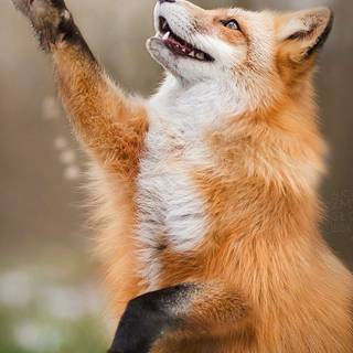 Happy Fox 