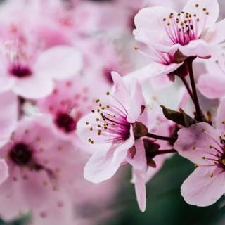 Sakura flowers 