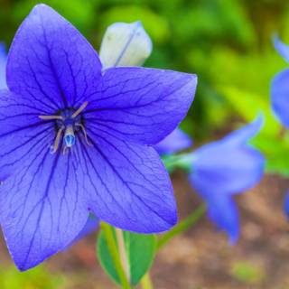 Purple and blue flowers 
