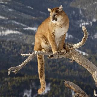 Mountain lion on a branch