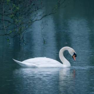 Elegant swan