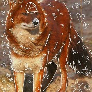 Dhole therian pfp