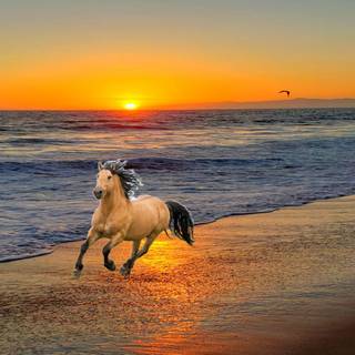 Horses on the beach