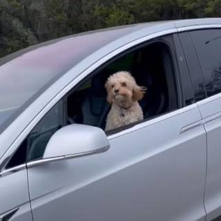 Funny dog in Tesla
