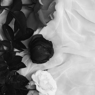 Some Cute Flowers (White and Black)