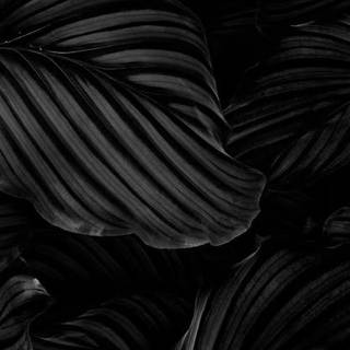 Black Leaves