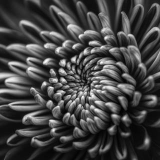 Chrysanthemum by Carlos Quintero