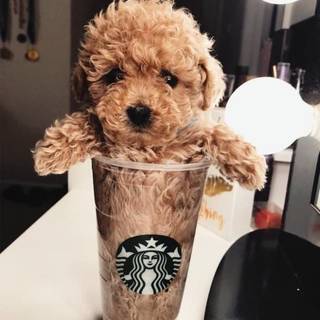 dog in cup