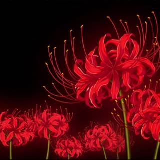 red spider lilly