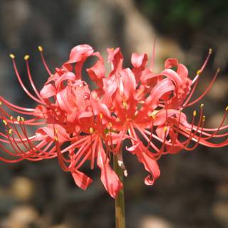 red spider lilly
