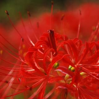 red spider lilly