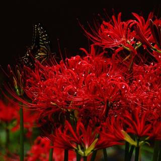 red spider lilly