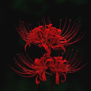 red spider lilly