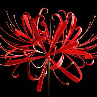 red spider lilly