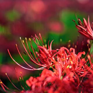 red spider lilly