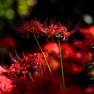red spider lilly