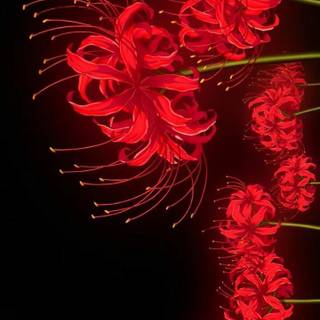 red spider lilly