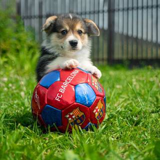 dowg playing soccer
