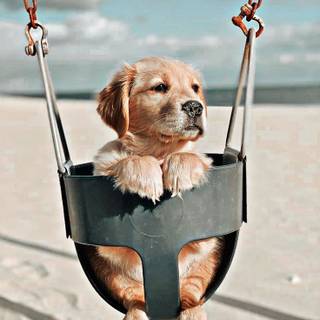 swinging pup
