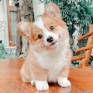 corgi