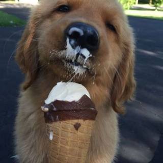ice cream eating doggy